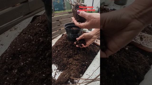 Высаживаю саженцы гортензий с ОКС.