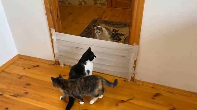 КОТЫ ПРОТИВ СТЕНЫ из БУМАГИ ЧЕЛЛЕНДЖ ! Кто победит получит приз!!! смотреть онлайн