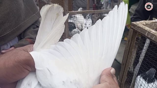 102) lari adda kabootar mandi || lahore sunday birds market || کبوتر منڈی || #Amjadaliofficial смотреть онлайн