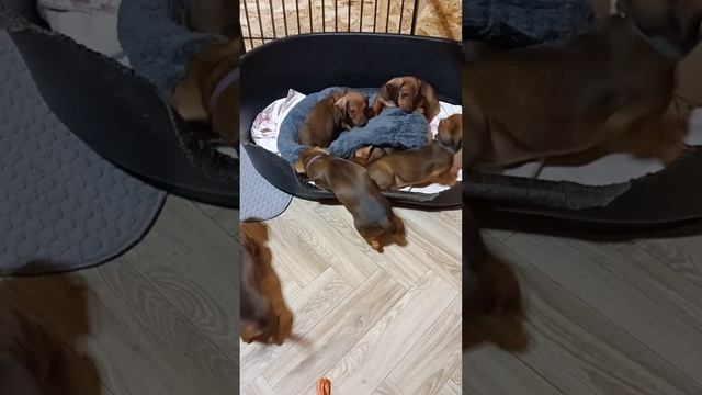 Утро  субботы таксы веселятся