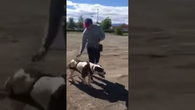 Weight Pull - May 19/18 смотреть онлайн