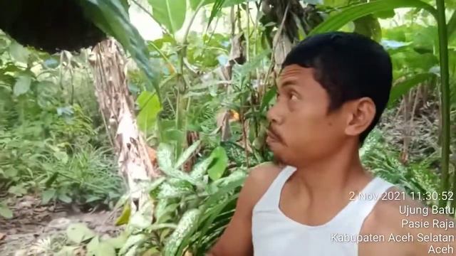 kumpulan lebah paling jinak смотреть онлайн