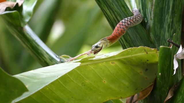 A snake (red-necked keelback) eating a frog in our garden. in Thailand. смотреть онлайн
