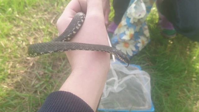 водяной уж смотреть онлайн