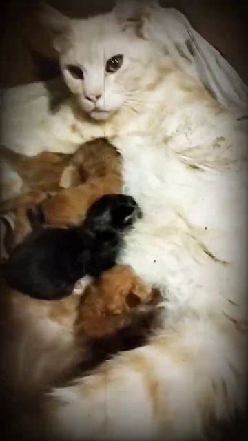 Мама мейн-кун кормит малышей 😍 смотреть онлайн