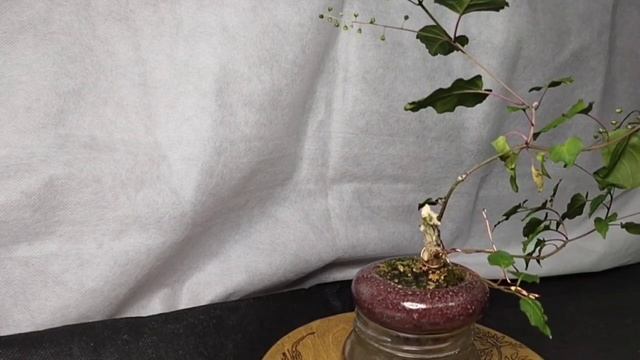 √5 ривина заготовка для Бонсай