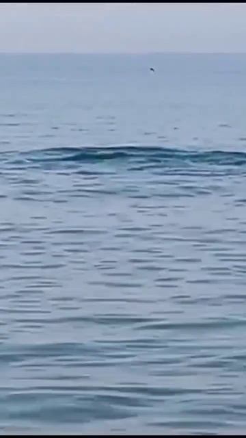 ДЕЛЬФИН ИГРАЕТСЯ И РАЗВЛЕКАЕТ ЛЮДЕЙ! #анапа #море смотреть онлайн