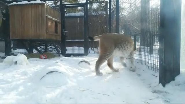 LIVE РЫСИ смотреть онлайн