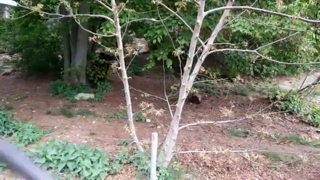 Стрим с приюта медведей BÄRENWALD Arbesbach (Австрия) смотреть онлайн