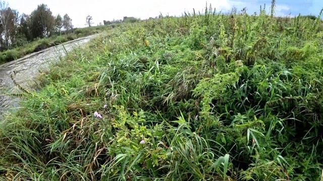ЛОВЛЯ ЩУКИ НА ЛЯГУШКУ! Рыбалка по диким РУЧЬЯМ! Неогрузка на заросшем водоеме приносит результат! смотреть онлайн