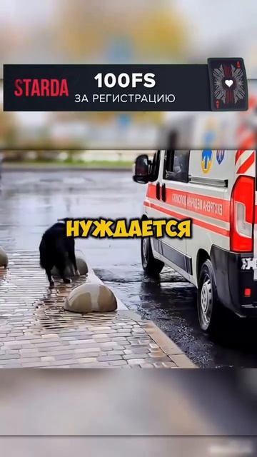 Эта собака залезла в скорую помощь так как переживала за своего хозяина! #shorts #short смотреть онлайн