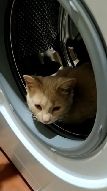 Сонный кот в стиральной машине. смотреть онлайн