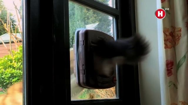 Темная сторона кошек. Анонс смотреть онлайн