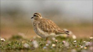 Dağ cılıbıtı / Eurasian Dotterel / Charadrius morinellus
