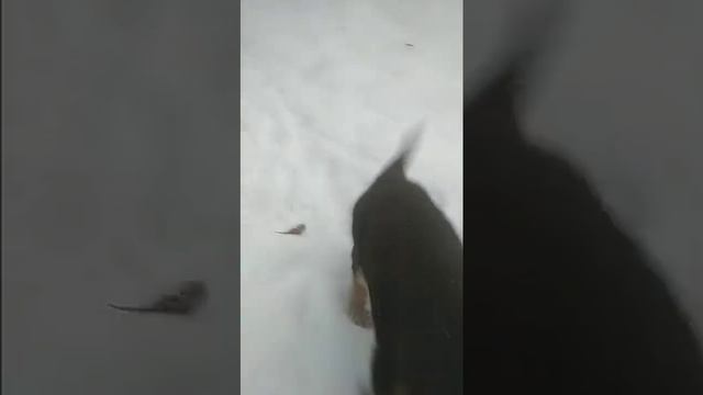 Мои любимые питомцы смотреть онлайн