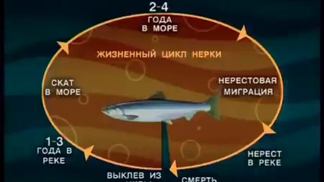 Как и когда происходят нерестовые миграции Нерки — Oncorhynchus nerka к берегам Камчатки ? смотреть онлайн
