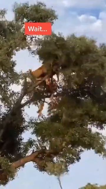 [Wild Animals Attack] Lion 🦁 VS Leopard 🐆 wildlife wildanimals lion leopard hunting animallife смотреть онлайн
