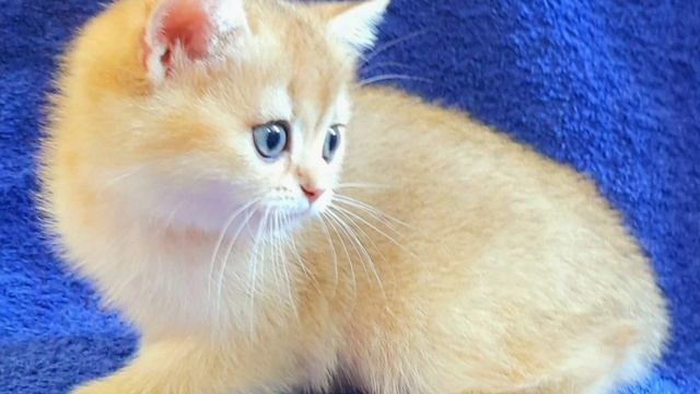 1 сентября 2022 г. смотреть онлайн