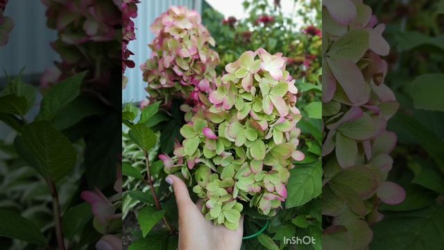 Саженцы гортензии Bonfire/Бонфайер.