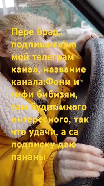 Жду тваей патписки брад #а4 #monkey #брадки #бибизян смотреть онлайн
