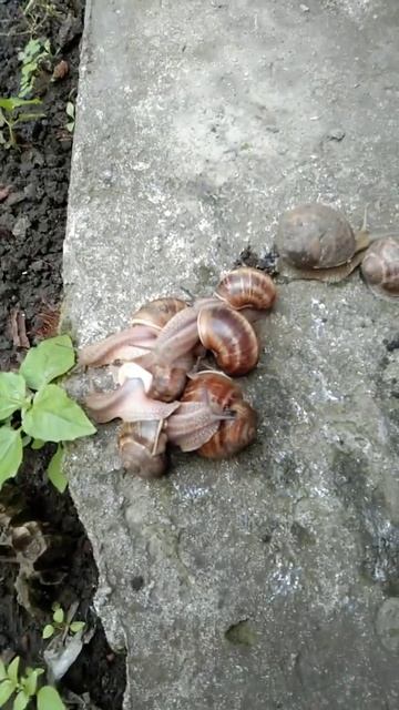 Начинающий блогер Алина👍😊 Рассказ про улиток 🐌 смотреть онлайн