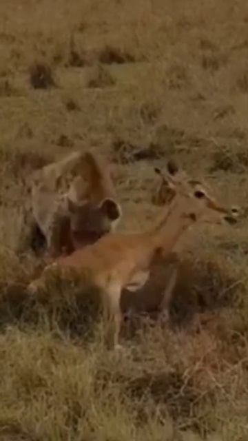 Hyena bites an Impalas butt from a cheetahs mouth... PREDATOR WARS 😄 смотреть онлайн