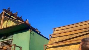 Мелитопольские голуби Сергея г. Джанкой.+79788825433