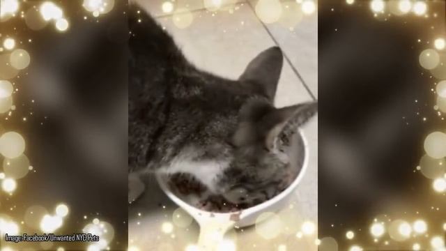 When This Cat Developed A Monstrous Facial Tumor, No One Expected Her To Smile Again смотреть онлайн