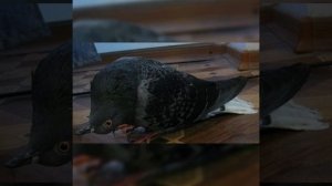 Вертячка у голубей, что делать и какие меры принимать в случае обнаружения больной Птицы