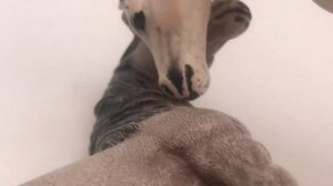 Грустная песня лошади Шляйх 😥🥺😭😭😥￼