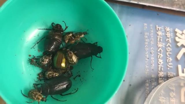 過去でのお引越しと新入り加入・コガネムシ смотреть онлайн