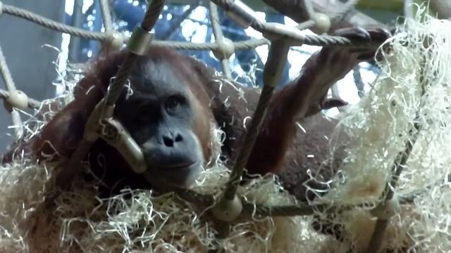 Orang-Utan Jahe - Faultier Baby - Schimpansen - Gorilla - Krokodil - Haie / Tierpark Hellabrunn смотреть онлайн