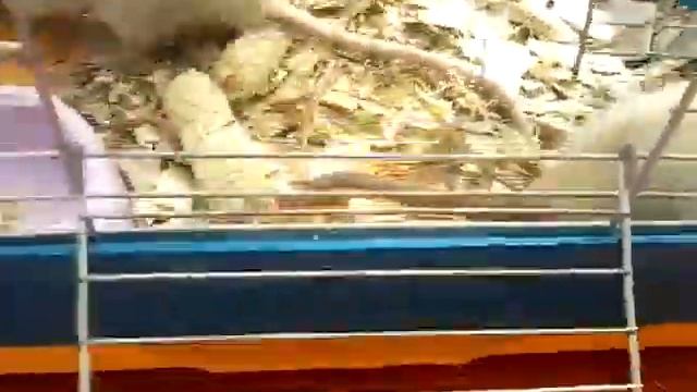 Весілля (свадьба) декоративних щурів смотреть онлайн