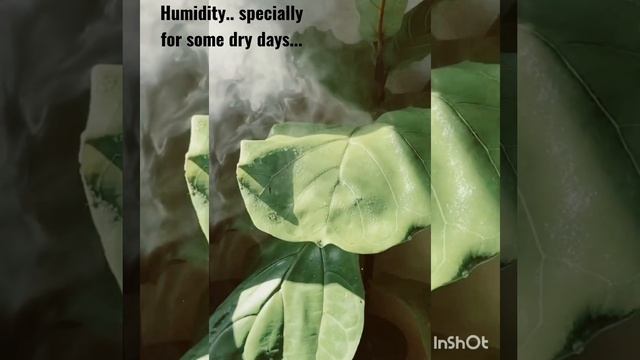 plants care ..must read caption 👍👇. #pdartemim #plantbased #humidifer смотреть онлайн