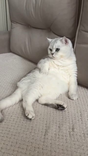 Кот прикольно сидит; the cat sits cool #кот #животные #cat #animals смотреть онлайн