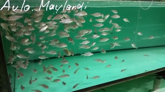 Aulonocara Maylandi nachzuchten 4-6cm смотреть онлайн