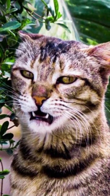 Raw vs Edited part 24 | ab clicks | #shorts #photography #catphotography смотреть онлайн