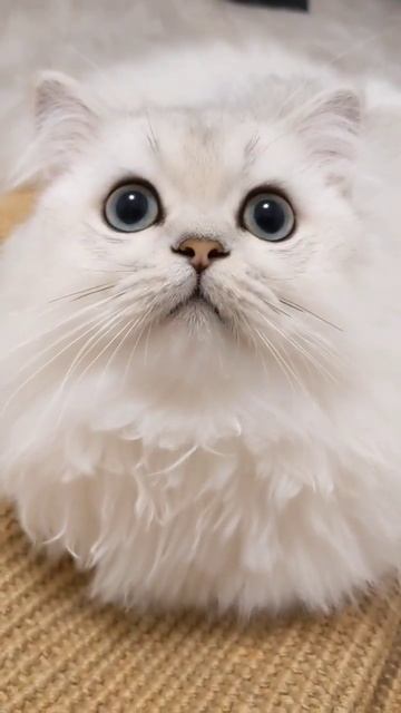 Кот реагирует на звук #shorts #шиншилла смотреть онлайн