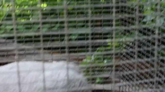 ЦЕСАРКА НА МОЕМ ПОДВРЬЕ смотреть онлайн
