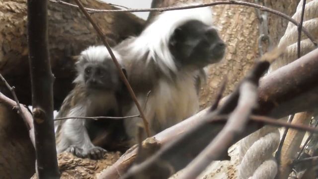 Обезьяны смотреть онлайн