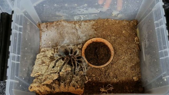 Grammostola porteri (ex. rosea) pozemní sklípkan pro začátečníky - Arachnopark World #arachnopark.c смотреть онлайн
