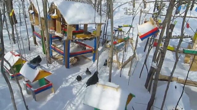 ГОЛУБИ ЛЕНИНСКИЙ ПАРК НА НЕФТЯНИКЕ ХАБАРОВСК 17 февраля 2024 г Ролик 1 mepx смотреть онлайн