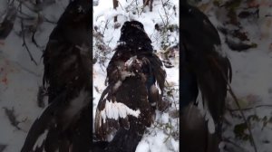 Работа 223 калибра по тетереву.