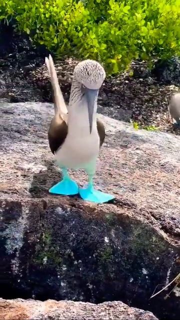 blue feet birds💕😍 #amazingshorts #bluefeetbirds #nature #birdslover смотреть онлайн
