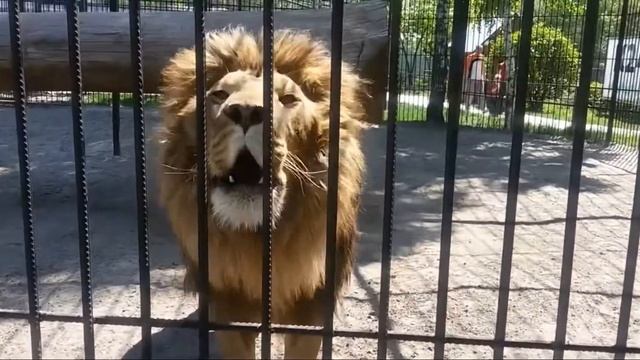 ШОК УЧЕННЫЕ СНЯЛИ РЫК ДИКОГО ЛЬВА смотреть онлайн