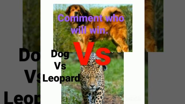 #Tibitan mastiff #vs #Leopard. смотреть онлайн