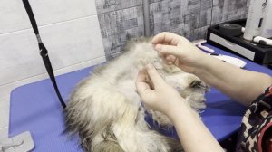 Стрижка пуховой хохлатой собаки / домашний груминг / стрижка челки /стрижка лапок / стрижка когтей