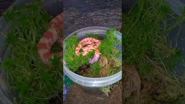 Маисовы полоз . смотреть онлайн