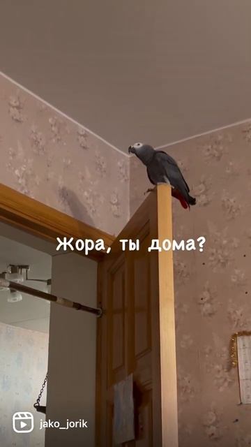 Жорик ждёт маму) #говорящийпопугай#жако смотреть онлайн