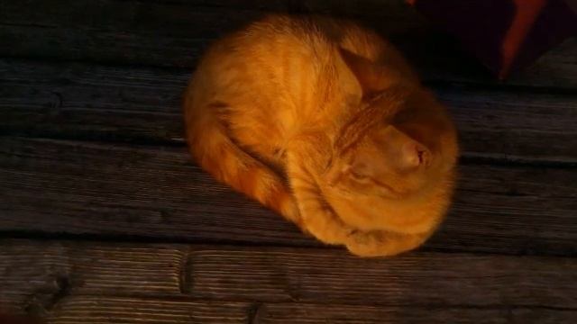 Рыжие коты смотреть онлайн